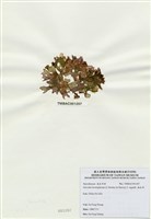 藏品(海木耳)的圖片